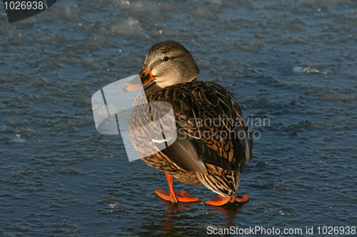 Image of Mallard