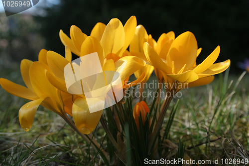 Image of Crocus