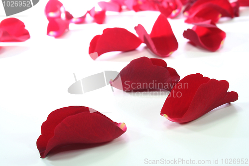 Image of Petals