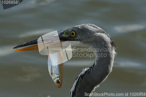 Image of Blue heron