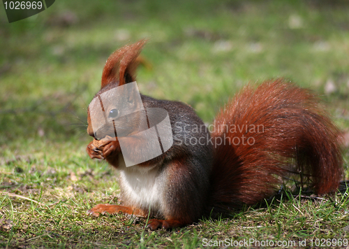 Image of Squirrels