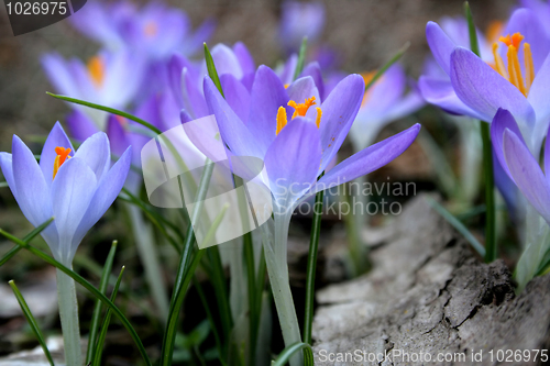 Image of Crocus