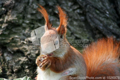 Image of Squirrels