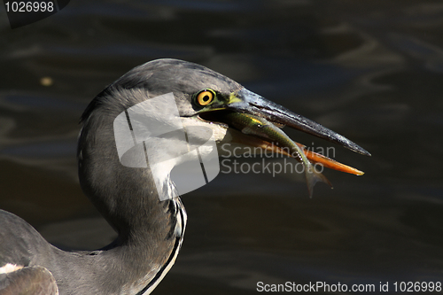 Image of Blue heron