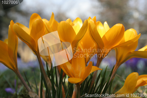 Image of Crocus