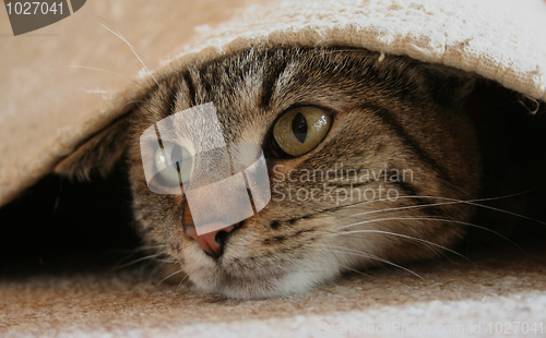 Image of Cat portrait
