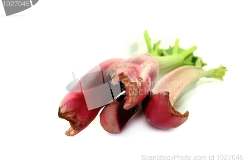 Image of Rhubarb