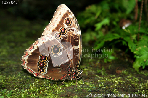 Image of Sky butterfly