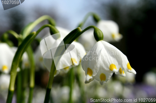 Image of Daffodil