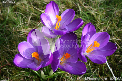 Image of Crocus