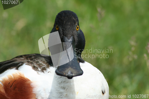 Image of shoveller duck