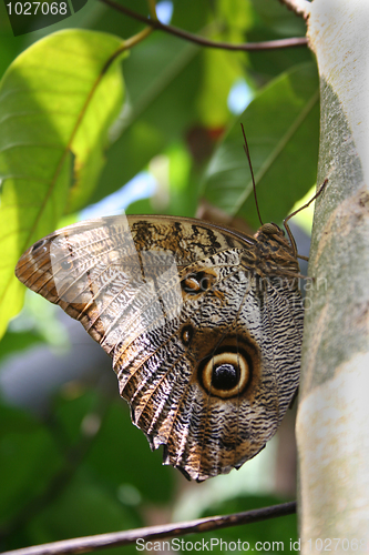 Image of Owl butterfly