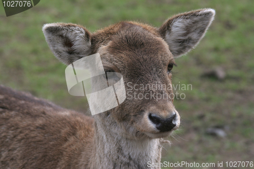 Image of Fallow deer