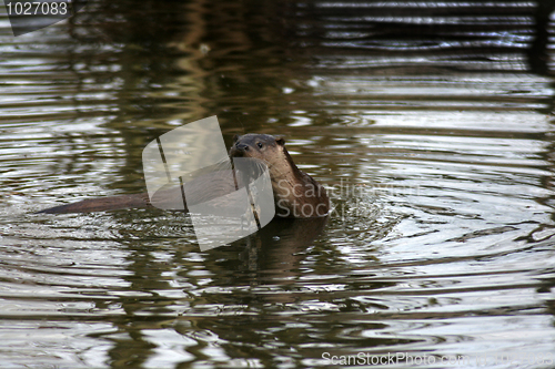 Image of Fish otter