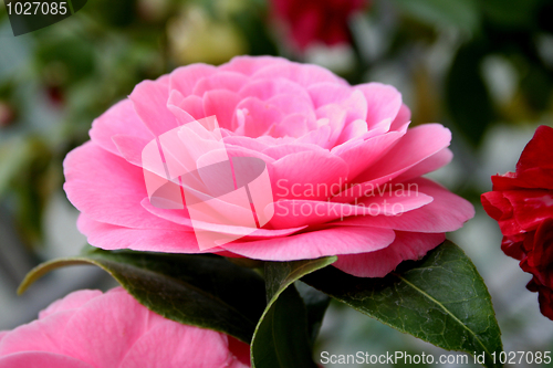 Image of Camellia