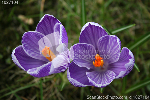 Image of Crocus