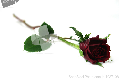 Image of Red Rose