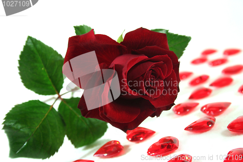 Image of Rose
