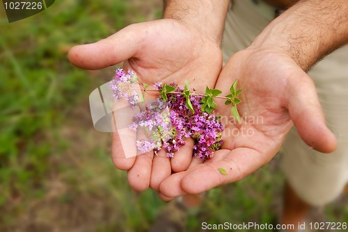 Image of Wild thyme in hands