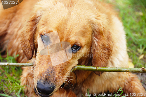 Image of Golden retriever dog portrait with stick