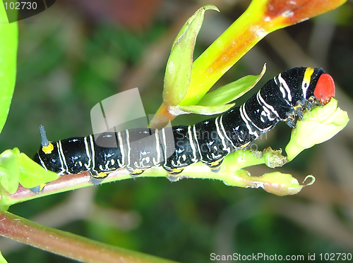 Image of Earthworm