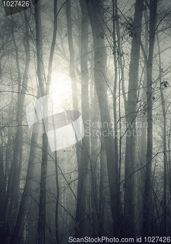 Image of nebel