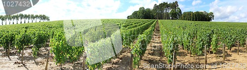 Image of Vines