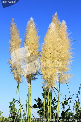 Image of flower of pampa