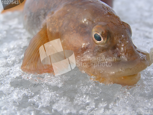 Image of mother-of-eels