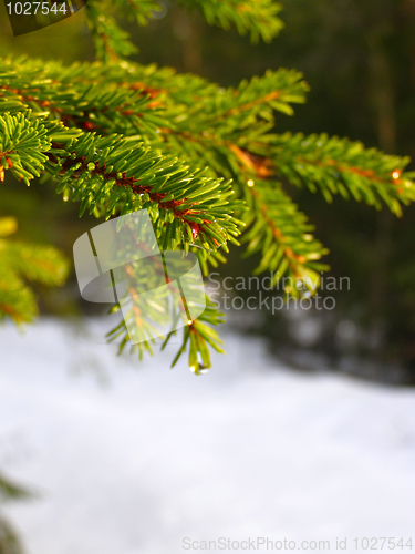 Image of Winter Branch Of Pine