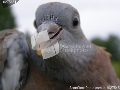 Image of Columba Palumbus, Woodpigeon