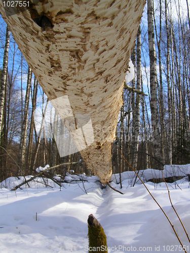 Image of Work of the beaver