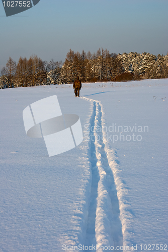 Image of Cross Country Skiing