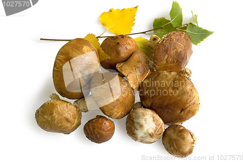 Image of A bunch of greasers with a sprig of birch