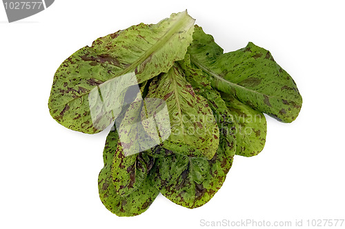 Image of Beam spotted salad