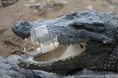 Image of Croc close-up