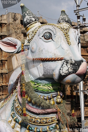 Image of Holy cow in India