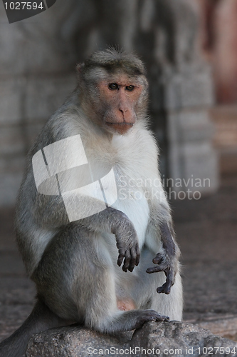 Image of Macaque in a temple in Hampi, India