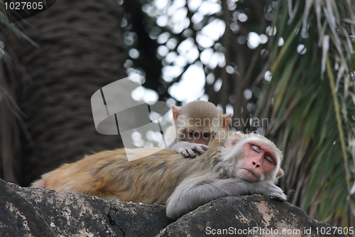 Image of Delousing monkeys