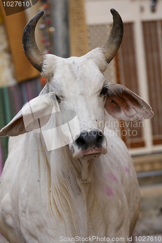 Image of Holy cow