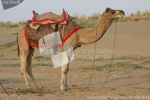 Image of Camel