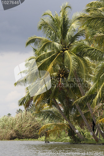 Image of Coconut tree by the water in Kerala backwaters, India