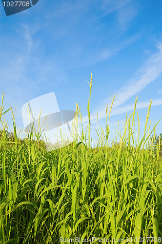 Image of Grass and sky