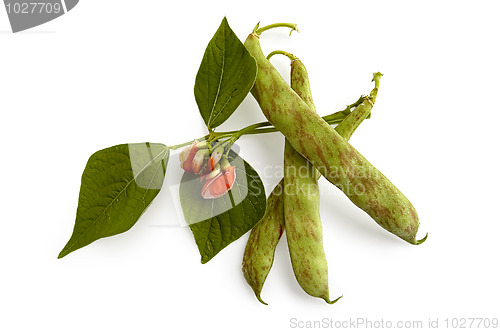 Image of Green beans with a flower