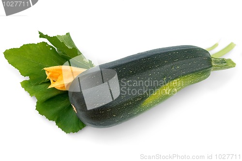 Image of Green zucchini and flower