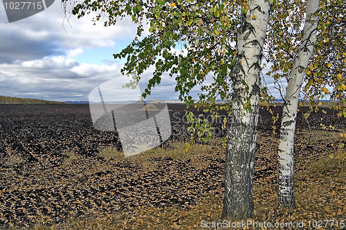 Image of Haystack on arable land with birch