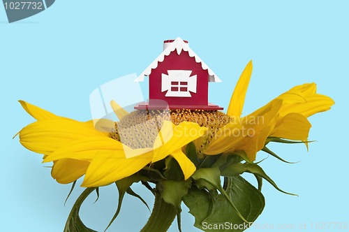 Image of House on sunflower