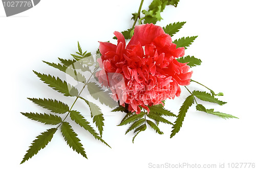 Image of Red Poppy Decorative