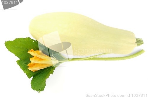 Image of Squash with flower