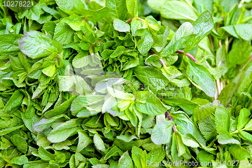 Image of Fresh mint